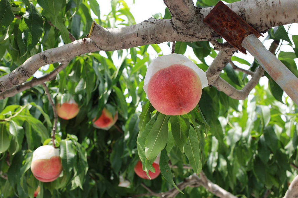 サンクトガーレン、訳ありの桃を使用した「7種の桃のエール」発売