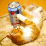 <span class="title">【2月22日はネコの日】ヤッホーブルーイング「水曜日のネコ」写真投稿で保護ネコ活動を支援！無濾過の限定ビールも提供中</span>